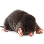 Крот