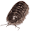 Мокрицa