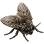 Мошка
