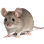 Мышь