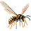 Оса