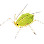 Тля